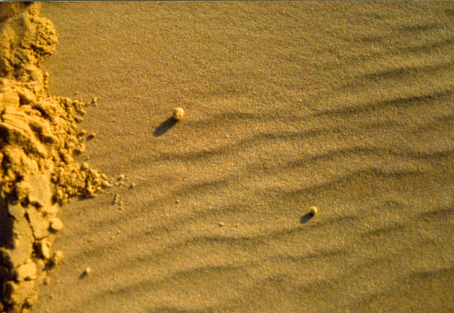 Muswada Chapter Grain de sable